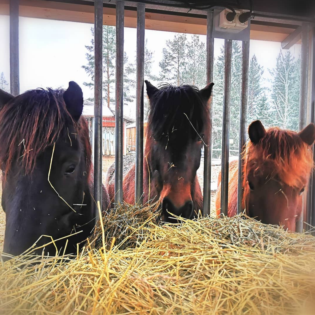 Haymatic-automaatit Sydänkaviolla